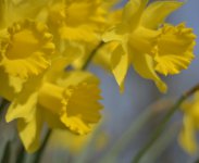 daffodils 014.JPG