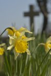 daffodils 051.JPG