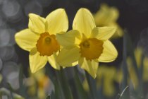 daffodils 052.JPG